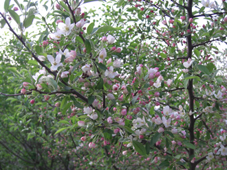 ローザンヌの裏山散策道に咲く花