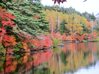 白駒の池の紅葉の写真