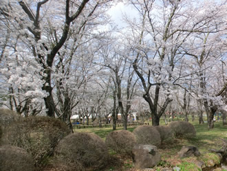 蓼科山聖光寺の桜